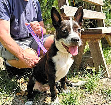 Photo of FRANCIE  24 LB PUPPY  5 MOS   FOSTERED IN NJ