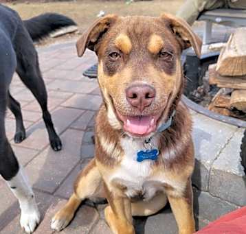 Photo of Odie