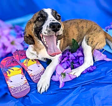 Photo of Stitch
