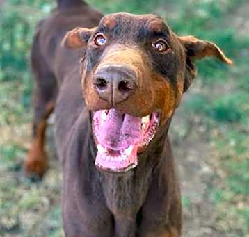 Photo of DENNIS