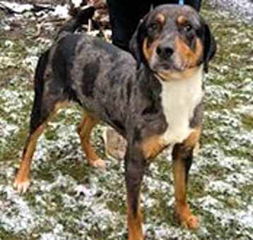 Photo of Rosco