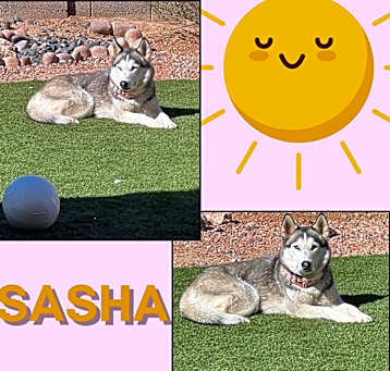 Photo of Sasha