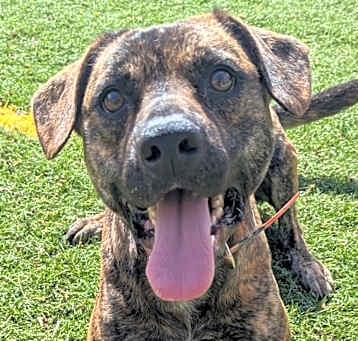 Photo of Rocket