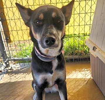 Photo of Aussie (Ellie)