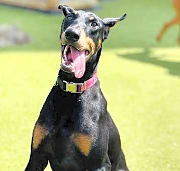 Photo of Nala