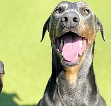 Photo of Shadow
