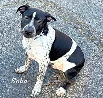 Photo of Boba