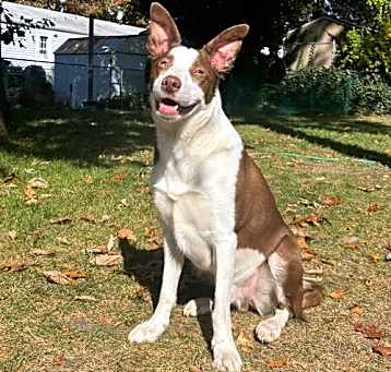 Photo of Loki