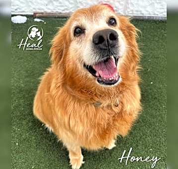 Photo of Honey