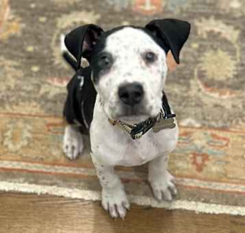 Photo of Buddy~adopted!