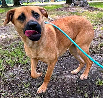 Photo of Ginger (1305 e 6th)