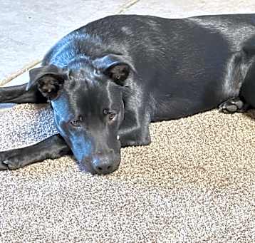 Photo of Gunner