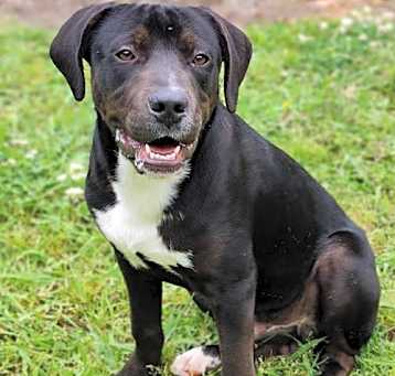 Photo of Sarge