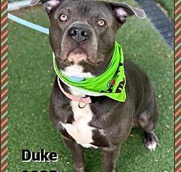 Photo of Duke (53)