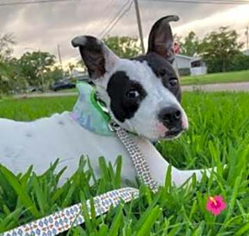 Photo of Annie