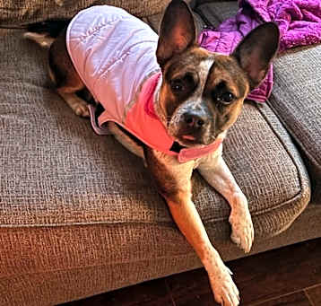 Photo of Sadie
