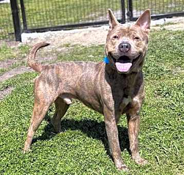 Photo of 178786 Boogie (Off Site Foster)