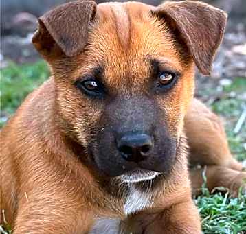 Photo of Shaggy Rogers