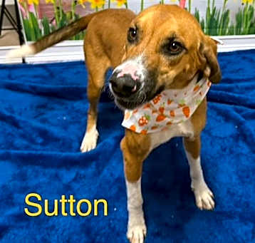 Photo of Sutton