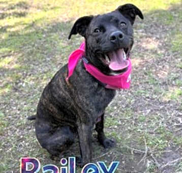 Photo of Bailey 124803