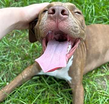 Photo of Lola