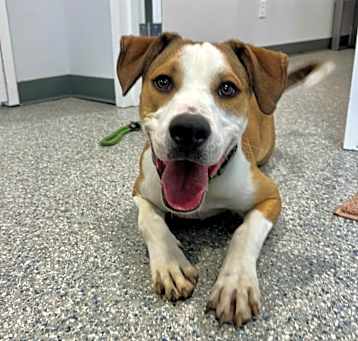 Photo of Dog of the Month!