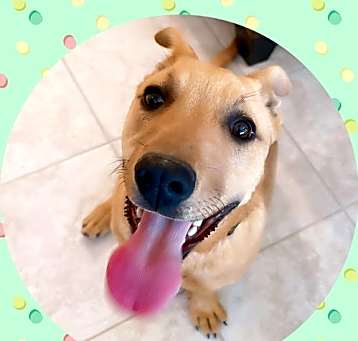 Photo of BARRY Good Boy!