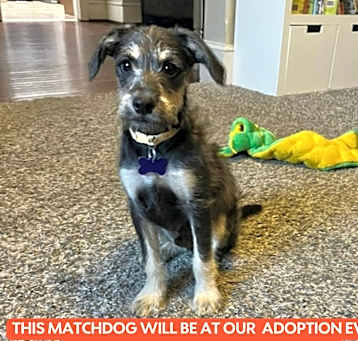Photo of HANK  10 LB PUPPY  4-5  MOS  FOSTERED IN NJ