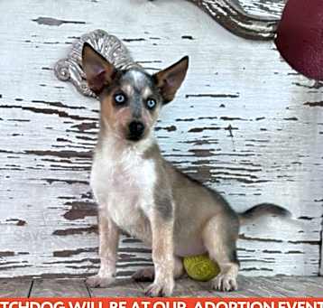 Photo of IZZY  17 LB PUPPY   5-6 MOS   FOSTERED IN NJ
