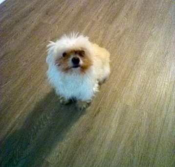 Photo of Misty