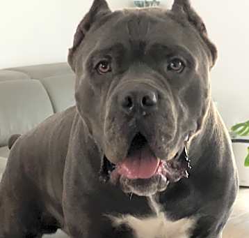 Photo of Royal