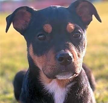 Photo of Bailey