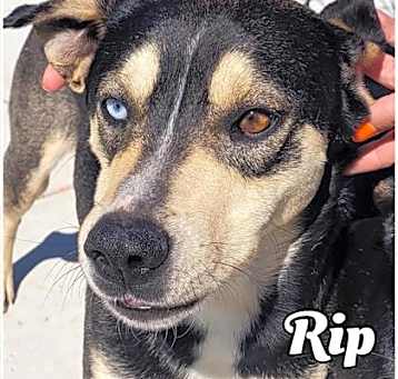 Photo of Rip