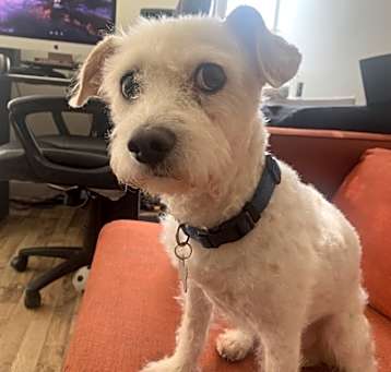 Photo of Finn