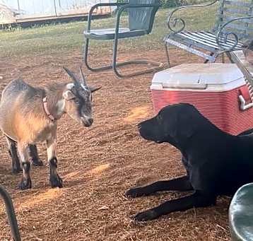 Photo of Teddy & Delilah