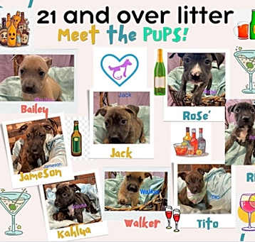 Photo of 21 and over litter