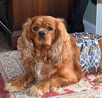 Photo of Rusty