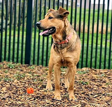 Photo of Mario -Meet Me At Camp Bow Wow