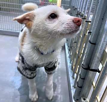Photo of Chuck (Chorok) the Jindo mix!