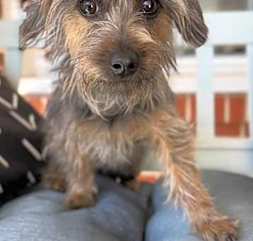 Photo of Ruffles