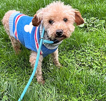 Photo of Rusty