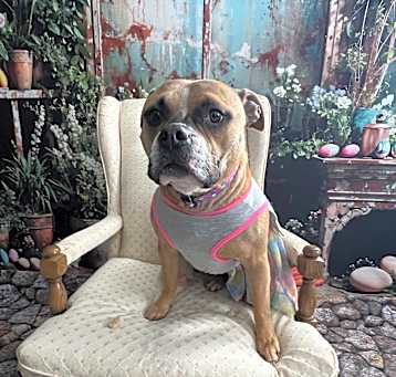 Photo of Aggie