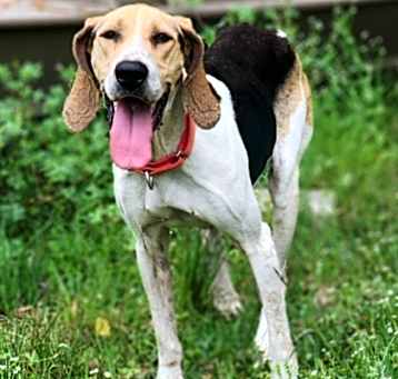 Photo of Tulip