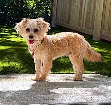 Photo of Copper Lovie