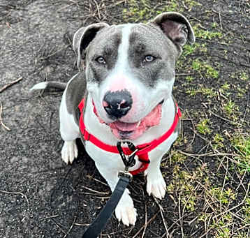 Photo of Blue