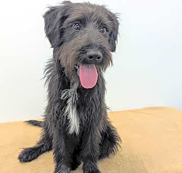 Photo of Spunky