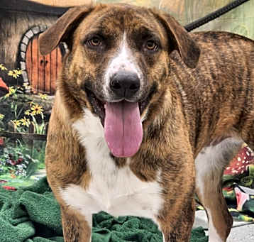 Photo of Ranger