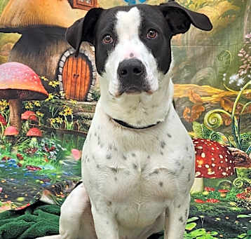 Photo of Harvey