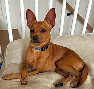 Photo of Kevin. Foster or Adopter needed