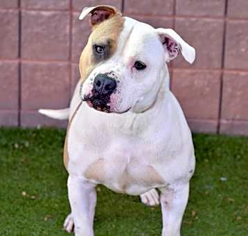 Photo of Maverick